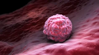David Qiuping Peng: There Is Maybe a Blastocyst Maturation-Competence Theory