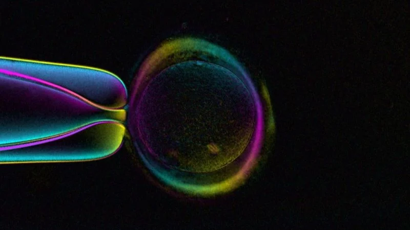 Ileana Márquez: The Cell That Carries Half the Genetic Code of a Potential Human Life