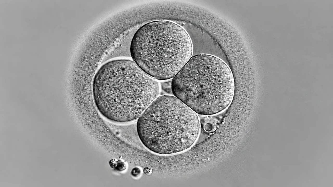 Lilian Yee: A Little “Bun” in the IVF Lab