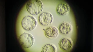 Snehal Kaware: A Little Glimpse into the World of Embryology