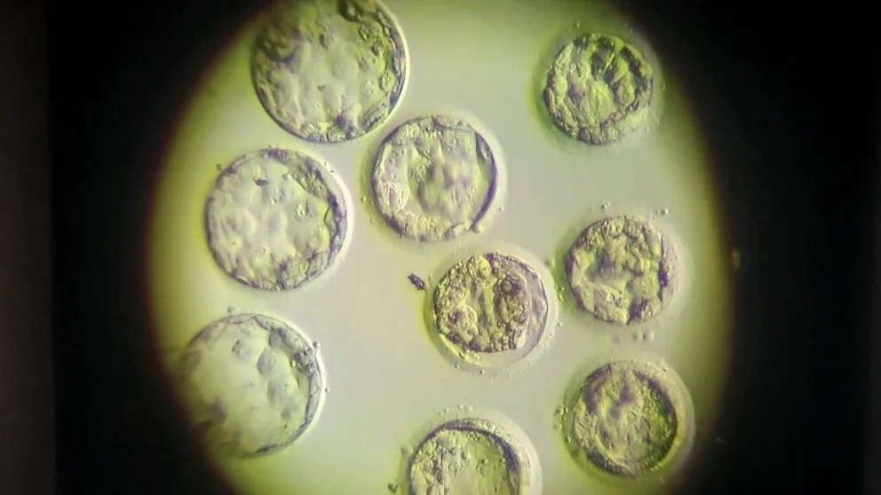 Snehal Kaware: A Little Glimpse into the World of Embryology