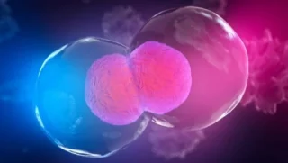 Somil Singhal։ Embryo Development Over 5 Days in the Lab