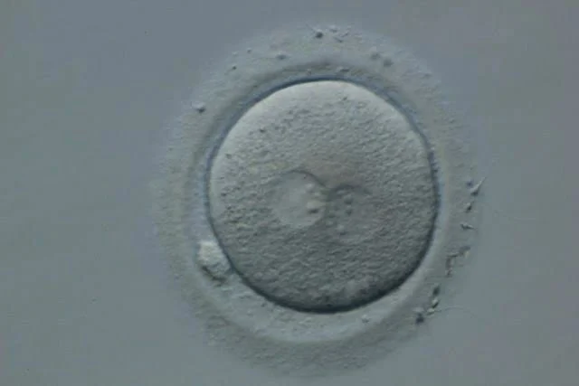 Precious Chukwuemeka: A Glimpse Behind the Embryology Laboratory Doors