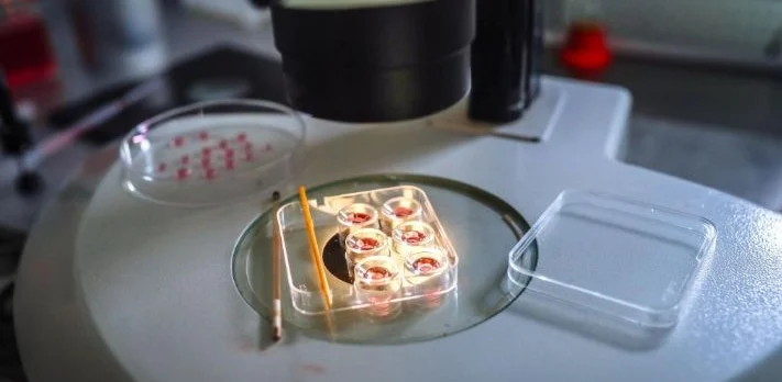 Francis Precious: What Exactly Does a Clinical Embryologist Do?