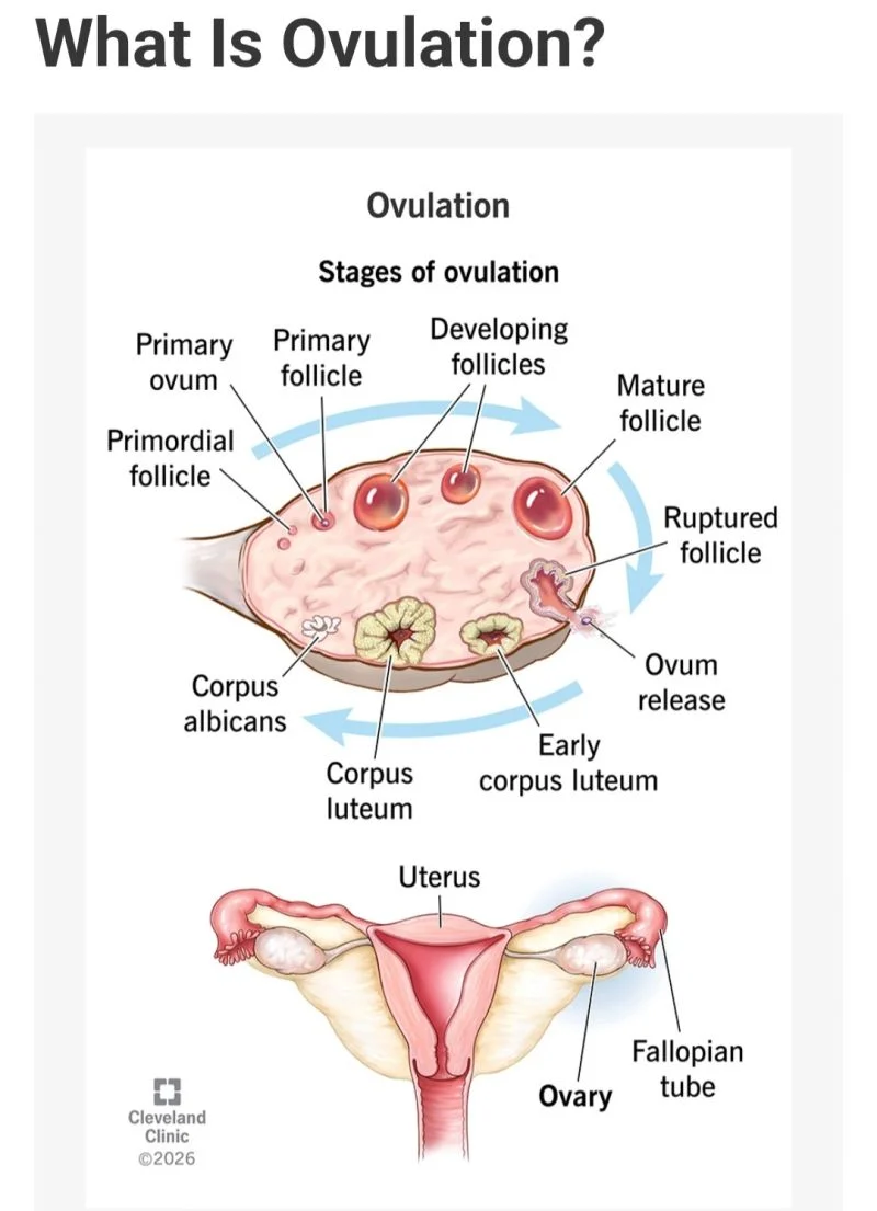 Wendie Pasterick Aston: Do You Know When You Are Ovulating?