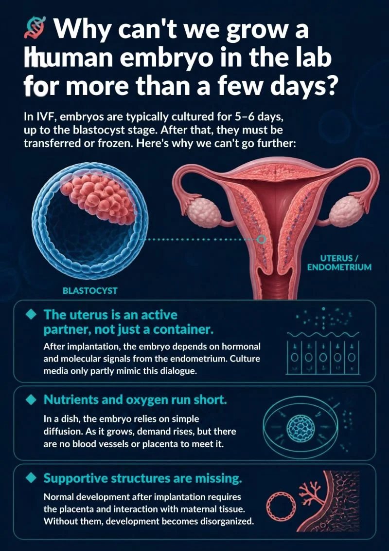 Caspian Ostadian: Why Can’t We Grow a Human Embryo in the Lab for More Than a Few Days?