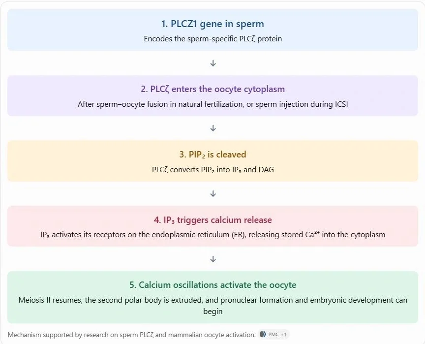 Kabita KB: What Happens if PLCZ1 Is Defective?